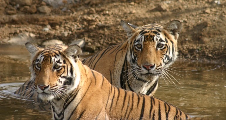 Tigers of Ranthambhore 1